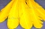 Декоративный Пучок из перьев, перо 23см/желтый - купить в Тюмени. Цена: 12.19 руб.