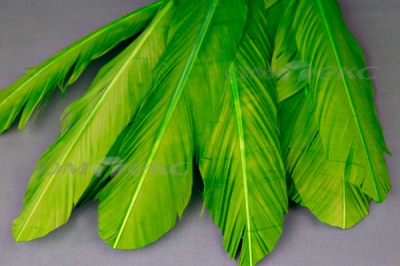 Декоративный Пучок из перьев, перо 24см/зеленый - купить в Тюмени. Цена: 12.19 руб.